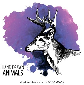 Deer head. A set of images. Drawing by hand in vintage style. Deer with big horns.