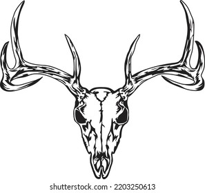 Deer head skull with white background