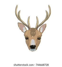 deer head, vector, illustration