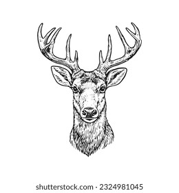 Deer head vector illustration, hand drawn