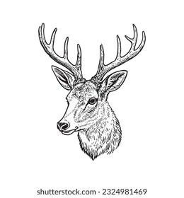 Deer head vector illustration, hand drawn