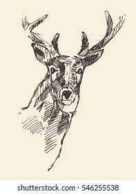 Deer head vector illustration, hand drawn, sketch