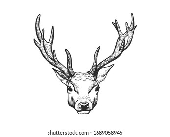 Deer Head Hand Drawn Vintage Illustration Stock Vector (Royalty Free ...