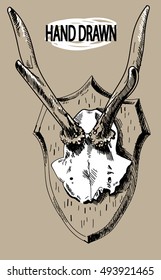 
deer horns. Hunting trophy. Small horns on the skull. Drawing by hand in vintage style.