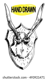 
deer horns. Hunting trophy. Small horns on the skull. Drawing by hand in vintage style.