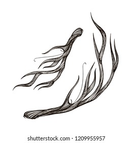 Deer horns. Outline vector illustration isolated on white background.