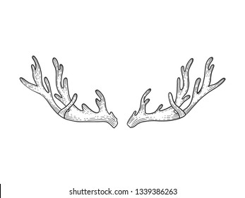 Deer horns sketch engraving vector illustration. Scratch board style imitation. Black and white hand drawn image.