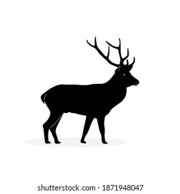 Deer icon and vector graphics