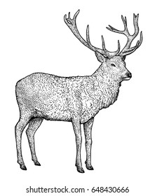 Deer illustration, drawing, engraving, ink, line art, vector