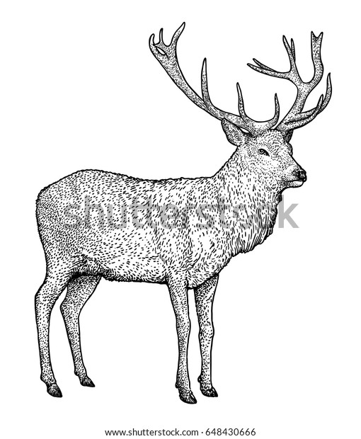 Deer Illustration Drawing Engraving Ink Line: vetor stock (livre de ...