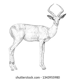 Deer illustration, hand drawn design.