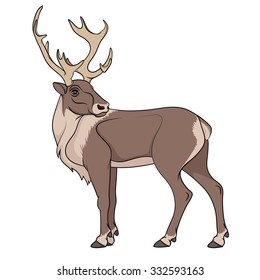 Deer illustration. Isolated object on white background