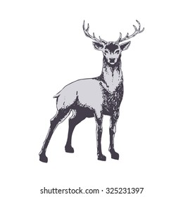Deer isolated on white