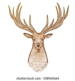 Deer isolated on white background. Head of reindeer with big horns full face. Festive decoration card. Animal symbol of Christmas holiday. Print gold foil. Vector art illustration. Vintage engraving. 