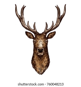 Deer isolated sketch of wild forest animal. Brown deer, elk or reindeer head with large antlers vector icon for hunting sport emblem, zoo mascot, t-shirt print design