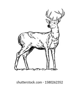 deer Line art illustration vector