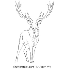 Deer. Line drawing. Vector illustration.