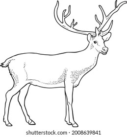 Ilustración vectorial de línea de ciervo aislada en fondo blanco