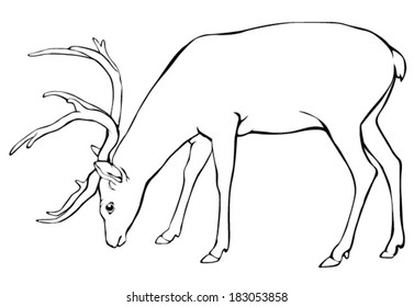 deer male