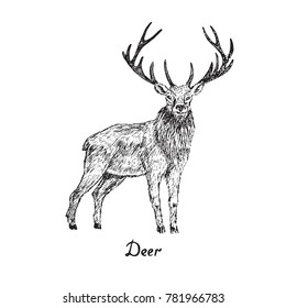 Deer male standing, hand drawn doodle sketch with inscription, isolated vector outline illustration