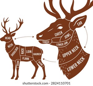 Deer Meat Cuts Diagram Illustration with Venison Butcher Anatomy Symbols for Culinary Graphic Design Projects