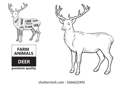 Deer meat cuts with elements and names. Isolated black on white background. Butcher shop. Vector illustration.