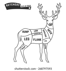 Deer meat cuts with elements and names. Butcher shop. Vector illustration.