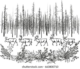  Deer in the northern taiga 