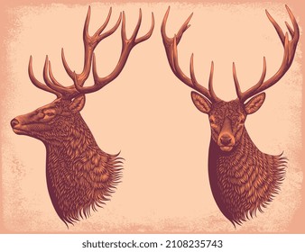 Deer portrait. Editable hand drawn illustration. Vector vintage engraving. 8 EPS