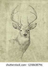 Deer portrait, front view, vector drawing