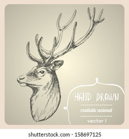 Deer portrait. Hand drawn vector illustration. Can be used separately from your design.