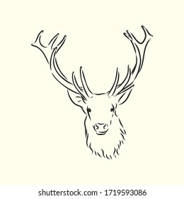 Deer portrait. Hand drawn vector illustration. Can be used separately from your design. portrait of a deer, deer head, vector sketch illustration
