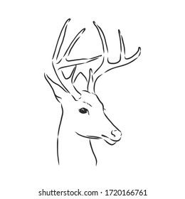 Deer portrait. Hand drawn vector illustration. Can be used separately from your design. portrait of a deer, deer head, vector sketch illustration
