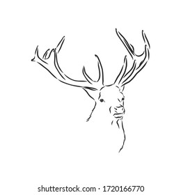 Deer portrait. Hand drawn vector illustration. Can be used separately from your design. portrait of a deer, deer head, vector sketch illustration
