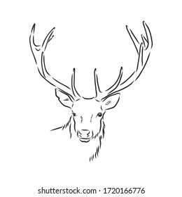 Deer portrait. Hand drawn vector illustration. Can be used separately from your design. portrait of a deer, deer head, vector sketch illustration