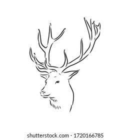 Deer portrait. Hand drawn vector illustration. Can be used separately from your design. portrait of a deer, deer head, vector sketch illustration