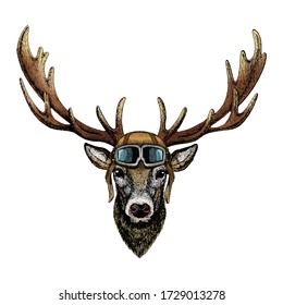 Deer portrait. Head of wild animal. Vintage aviator helmet with googles.