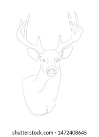deer portrait vector illustration, line drawing, vector, white background