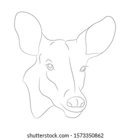 deer portrait vector illustration, line drawing, vector, white background
