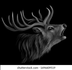 Deer. Realistic, artistic, black-and-white portrait of a roaring deer on a black background.