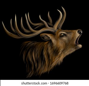 Deer. Realistic, artistic, color portrait of a roaring deer on a black background.