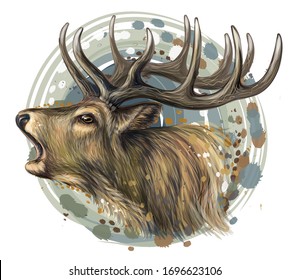 Deer. Realistic, artistic, color portrait of a roaring deer on a white background in watercolor style.