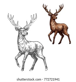 Deer, reindeer or elk isolated sketch of wild mammal animal. Brown stag of adult deer with large antlers for hunting sport club or zoo symbol, forest wildlife themes design
