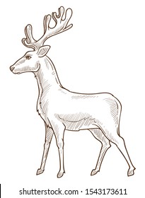 Deer or reindeer isolated sketch, wild forest animal with antlers or horns drawing vector. Stag or fawn, biological species living in woods, zoo or wildlife. Hunting and nature, mammal with hoofs