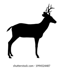 Deer silhouette isolated white background  Side view  Vector illustration