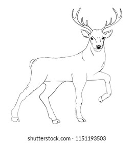 deer silhouette and sketch, vector, illustration, animals on white background