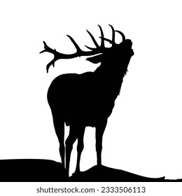 deer silhouette in the wild