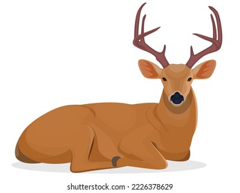 Deer sitting, Deer Relaxing on the ground