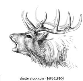 Deer. Sketch, artistic, black-and-white portrait of a roaring deer on a white background.