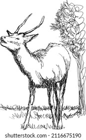 Deer sketch drawing on white background.